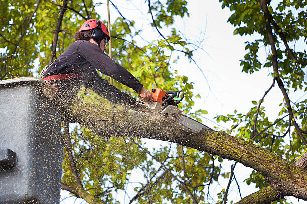 Best Commercial Tree Services  in Agua Fria, NM